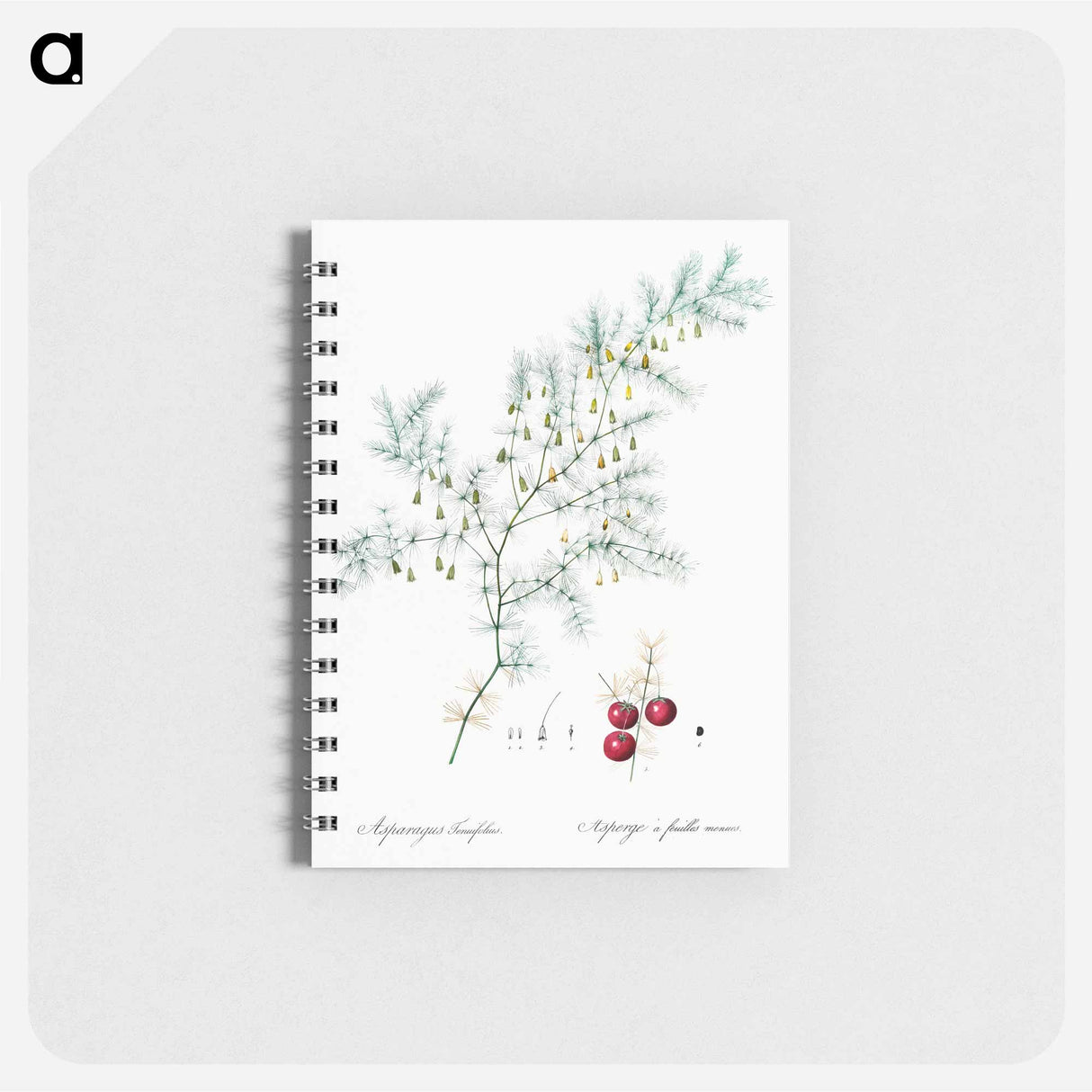 アートメモ帳-Asparagus fern illustration - ピエール ジョゼフ ルドゥーテ Memo.