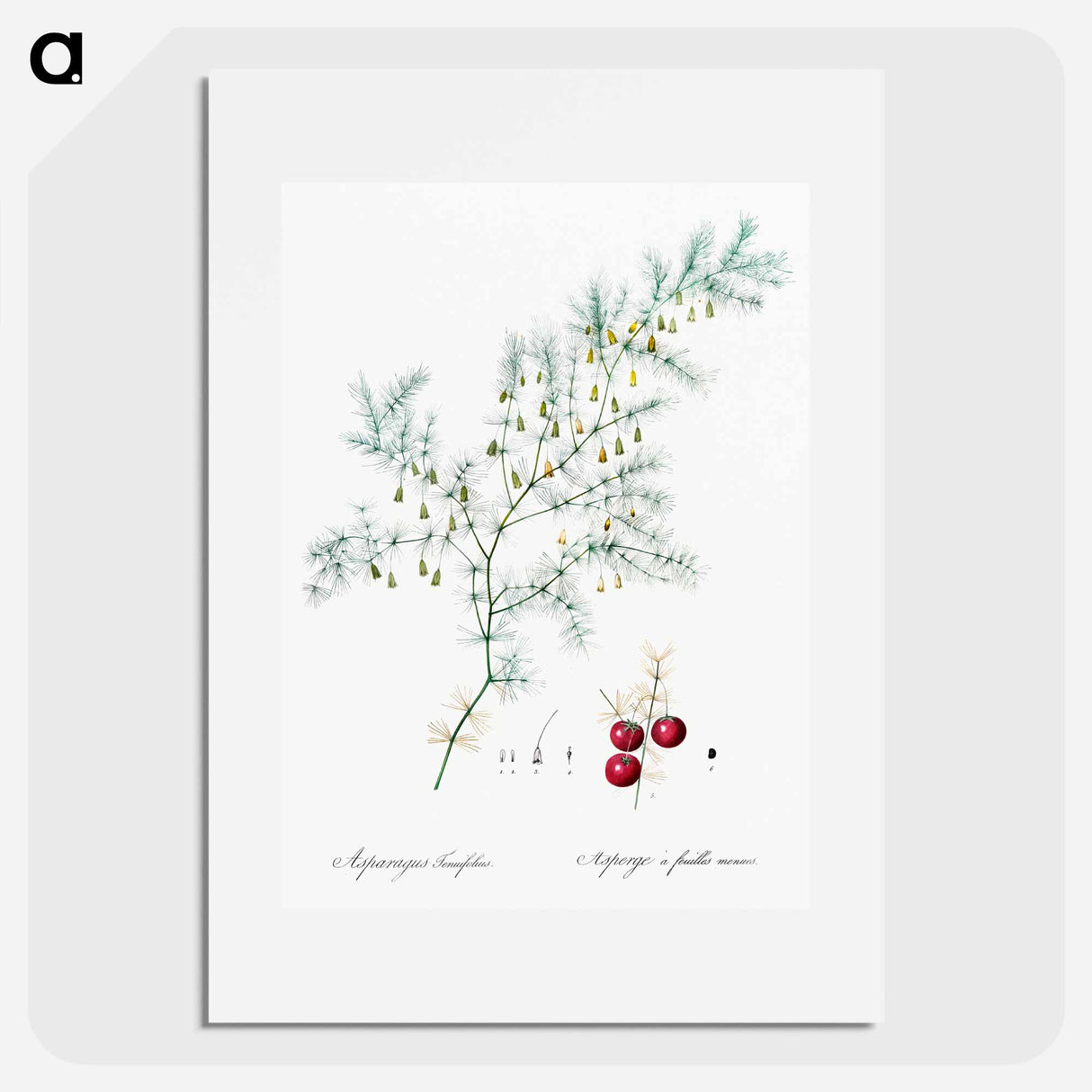 アートポスター-Asparagus fern illustration - ピエール ジョゼフ ルドゥーテ Poster.