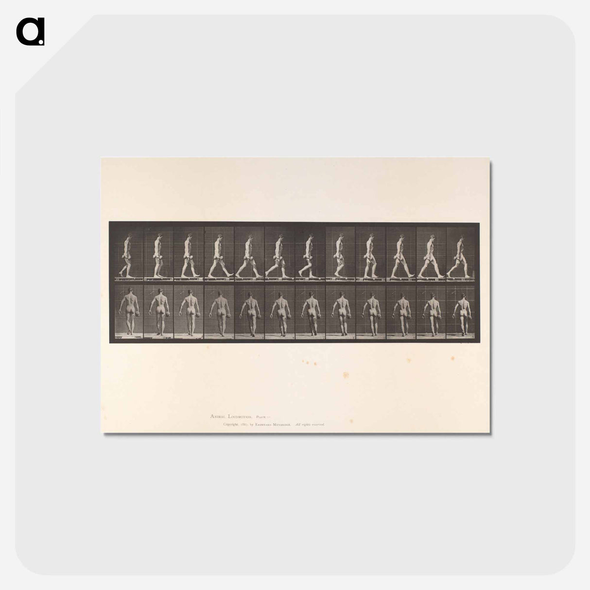 アートポストカード-Naked Man Walking
- エドワード マイブリッジ Postcard.