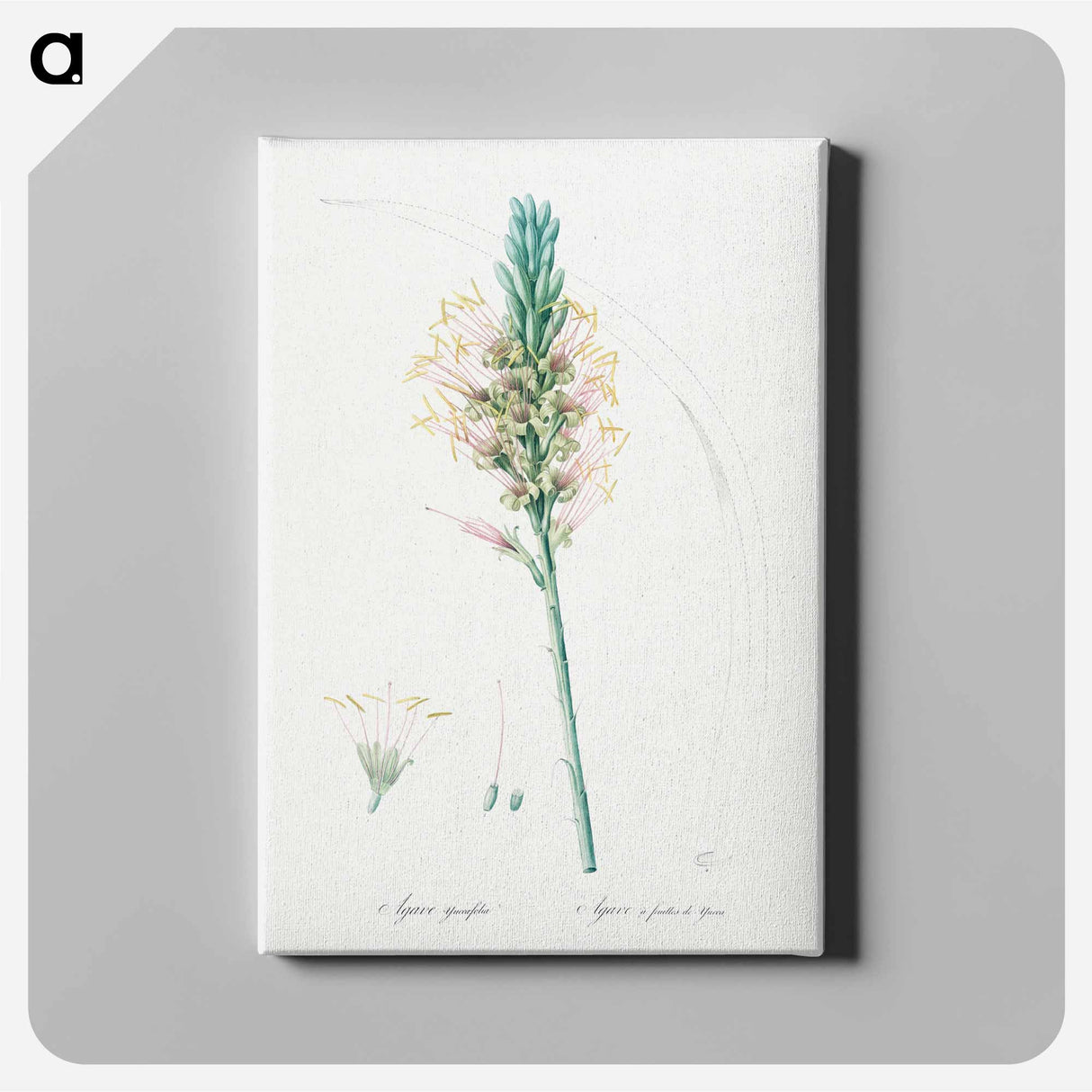 アートパネル-Agave yuccaefolia illustration from Les liliacées - ピエール ジョゼフ ルドゥーテ Canvas.