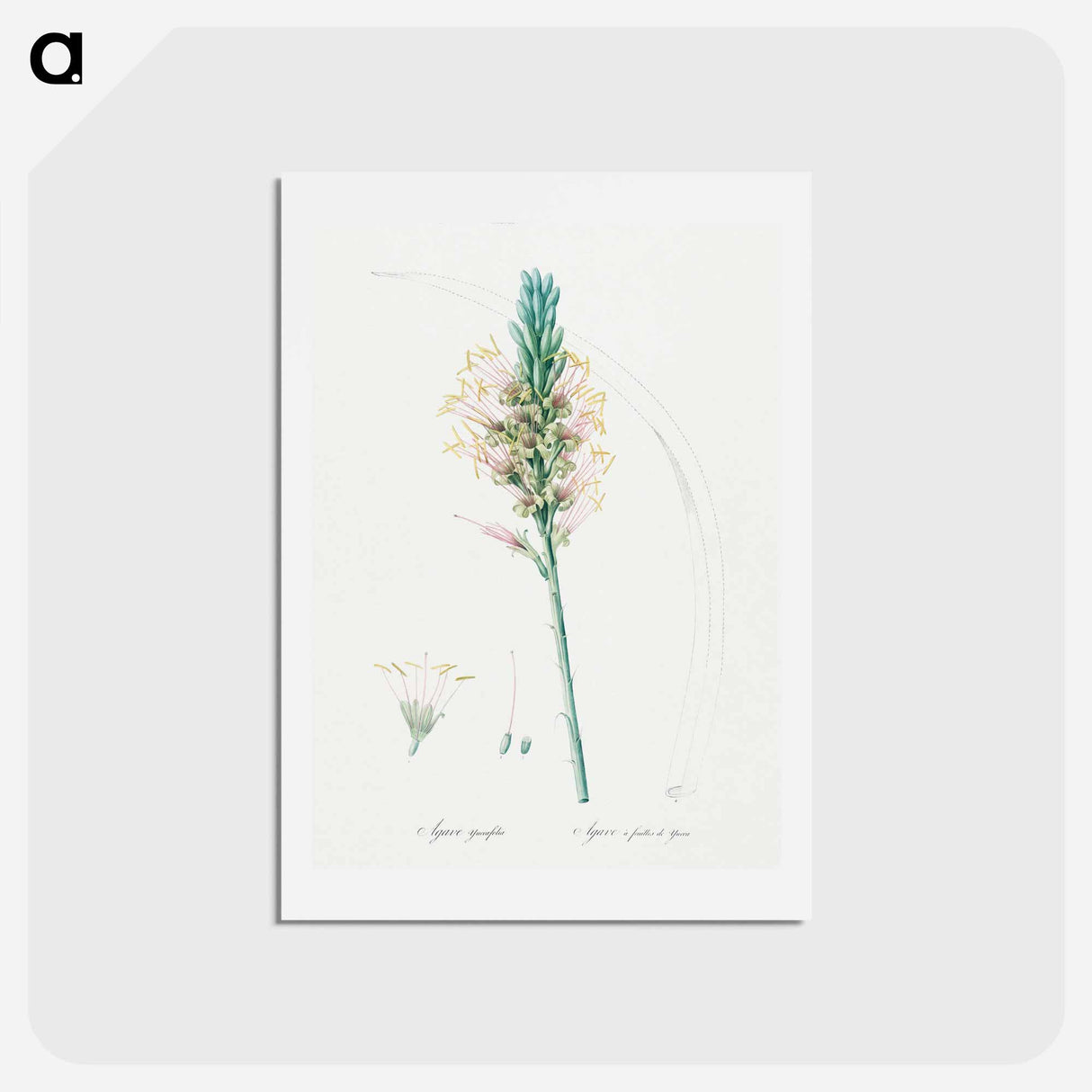 アートポストカード-Agave yuccaefolia illustration from Les liliacées - ピエール ジョゼフ ルドゥーテ Postcard.