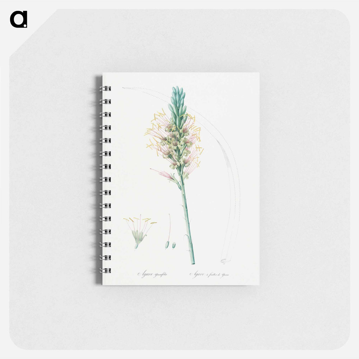 アートメモ帳-Agave yuccaefolia illustration from Les liliacées - ピエール ジョゼフ ルドゥーテ Memo.