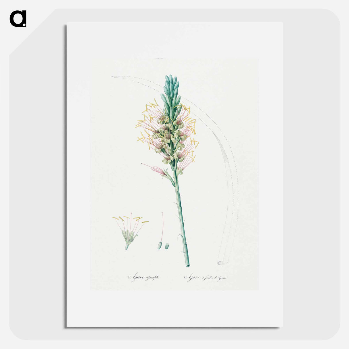 アートポスター-Agave yuccaefolia illustration from Les liliacées - ピエール ジョゼフ ルドゥーテ Poster.