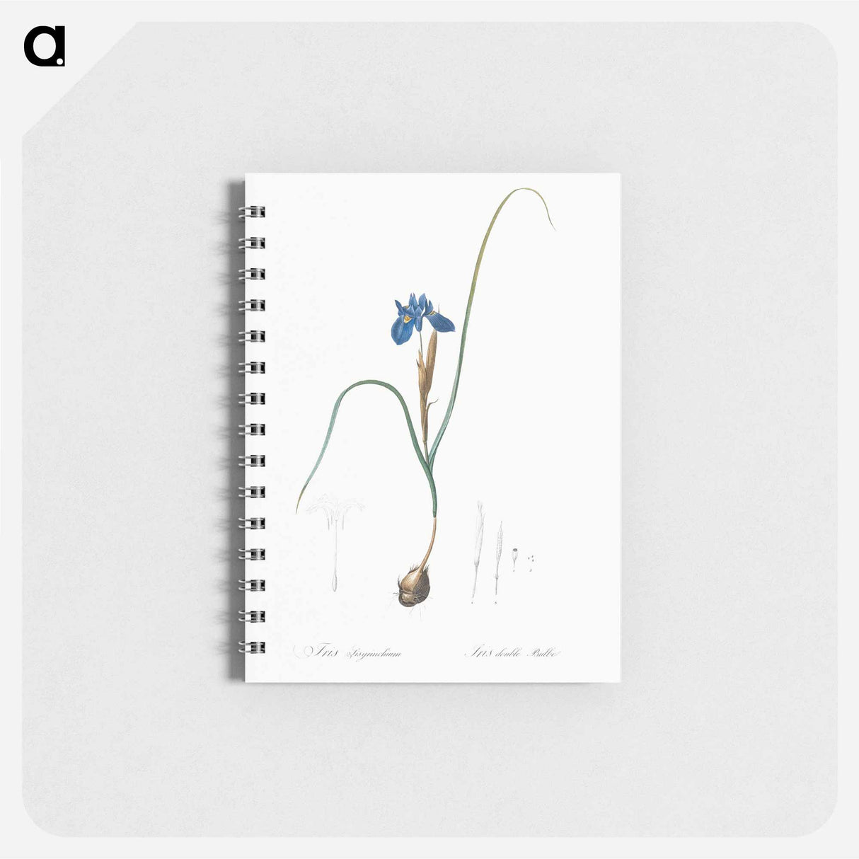 Barbary Nut - ピエール ジョゼフ ルドゥーテ Memo.