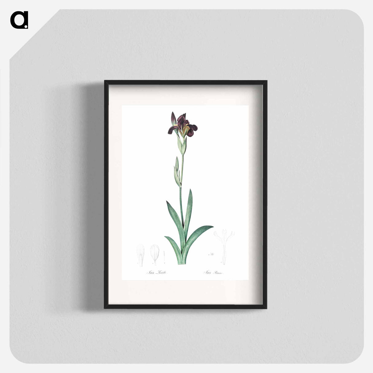 Dingy flag iris illustration from Les liliacées - Pierre-Joseph Redouté Poster.