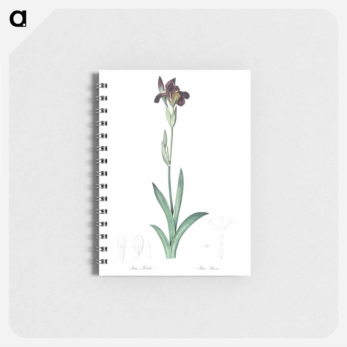 アートメモ帳-Dingy flag iris illustration from Les liliacées - ピエール ジョゼフ ルドゥーテ Memo.