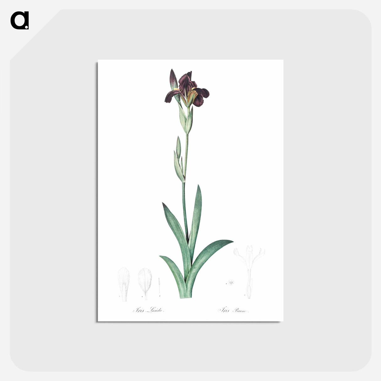 アートポストカード-Dingy flag iris illustration from Les liliacées - ピエール ジョゼフ ルドゥーテ Postcard.