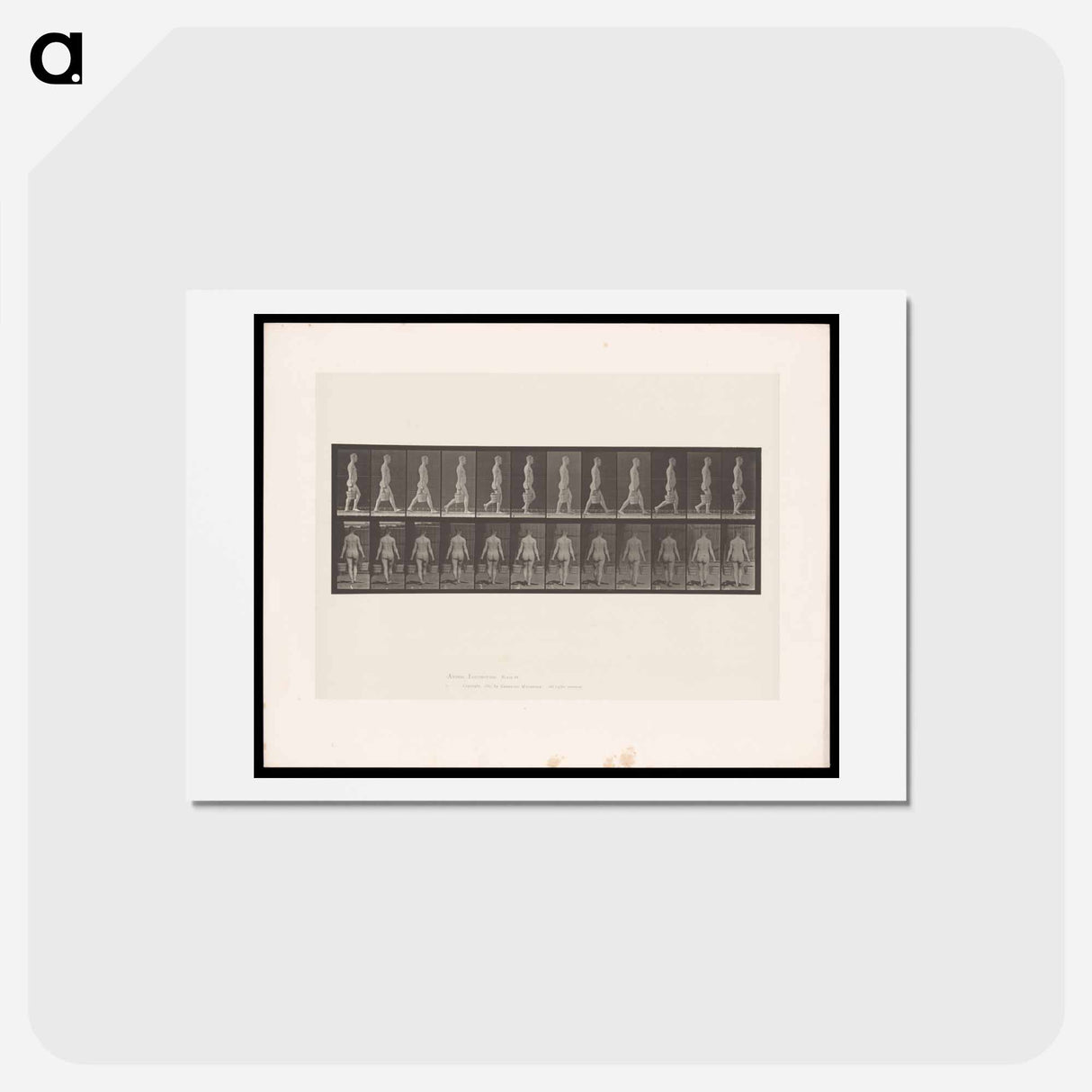 アートポストカード-Naked Man Walking
- エドワード マイブリッジ Postcard.