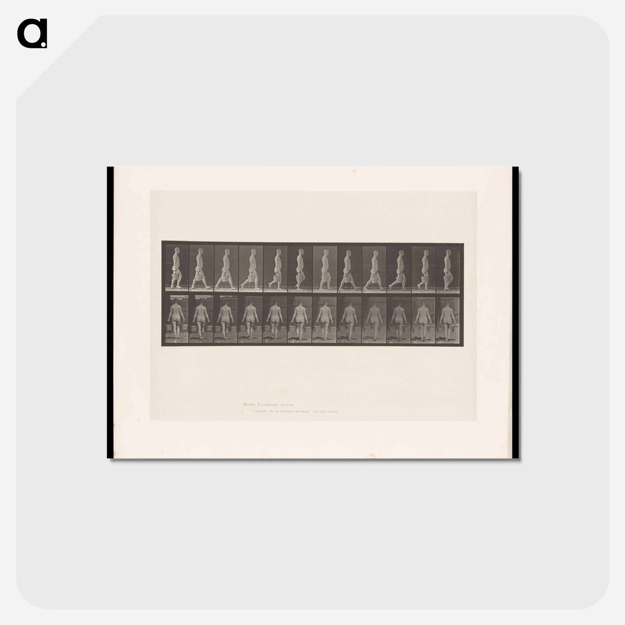 アートポストカード-Naked Man Walking
- エドワード マイブリッジ Postcard.