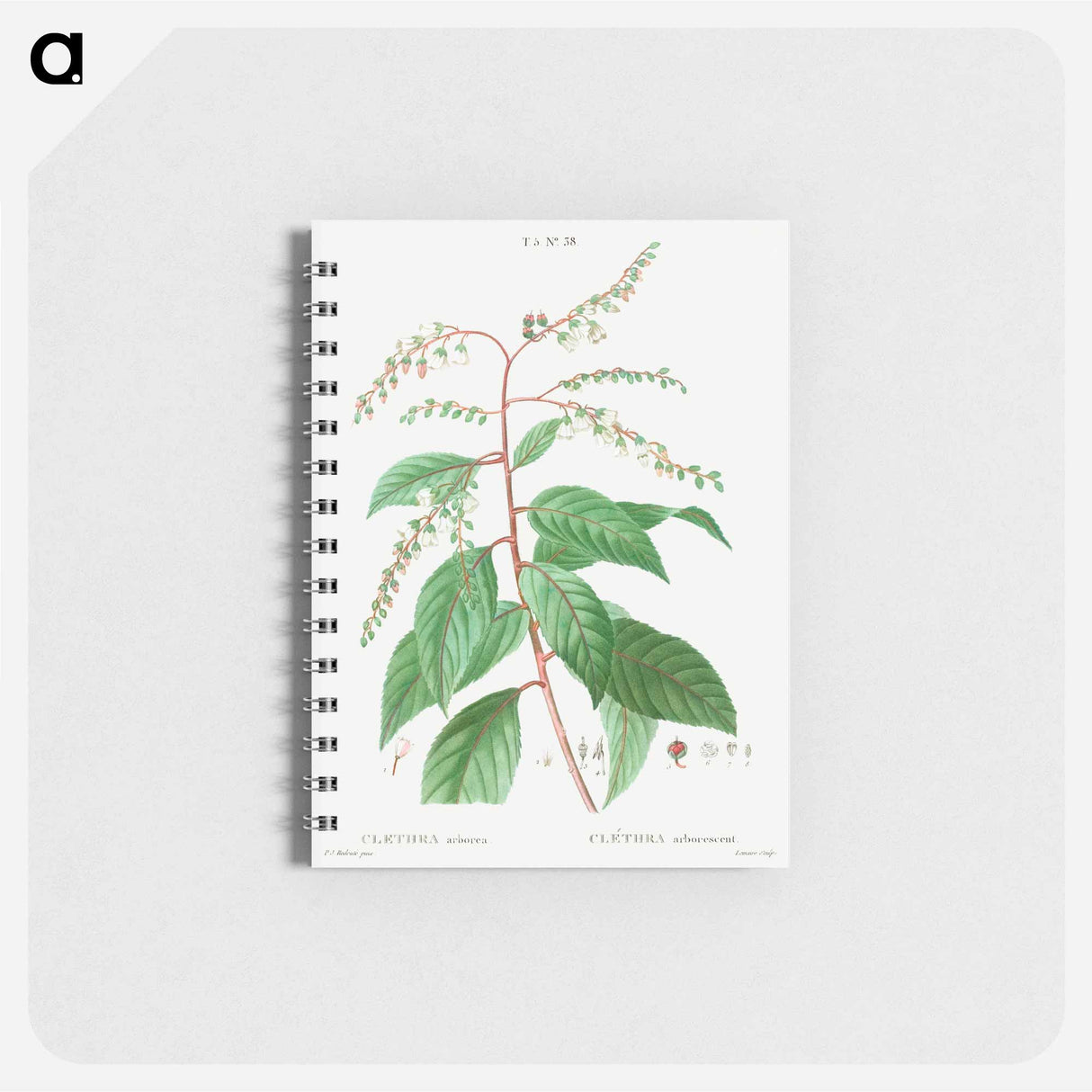 Lily of the valley tree - ピエール ジョゼフ ルドゥーテ Memo.