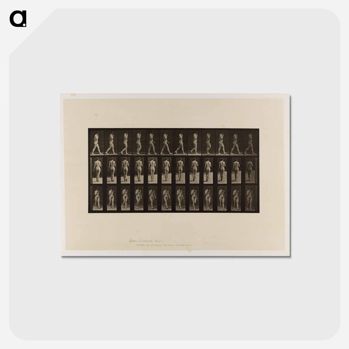 アートポストカード-Naked Woman Walking
- エドワード マイブリッジ Postcard.