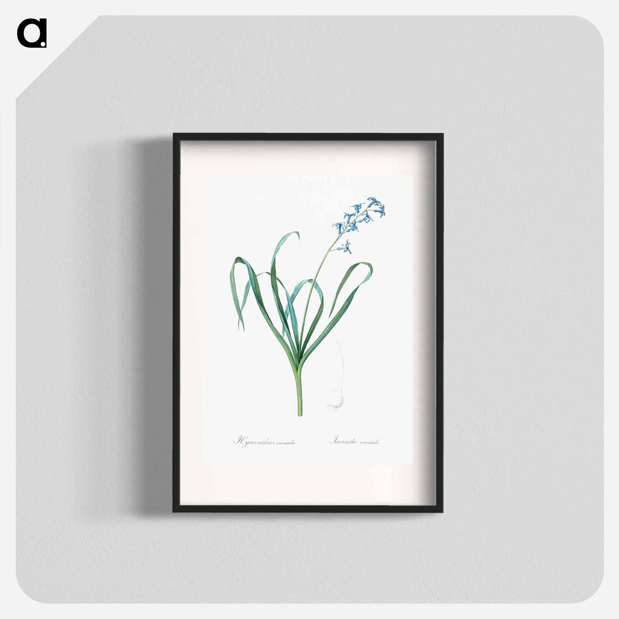 Dutch hyacinth illustration - Pierre Joseph Redouté Poster.