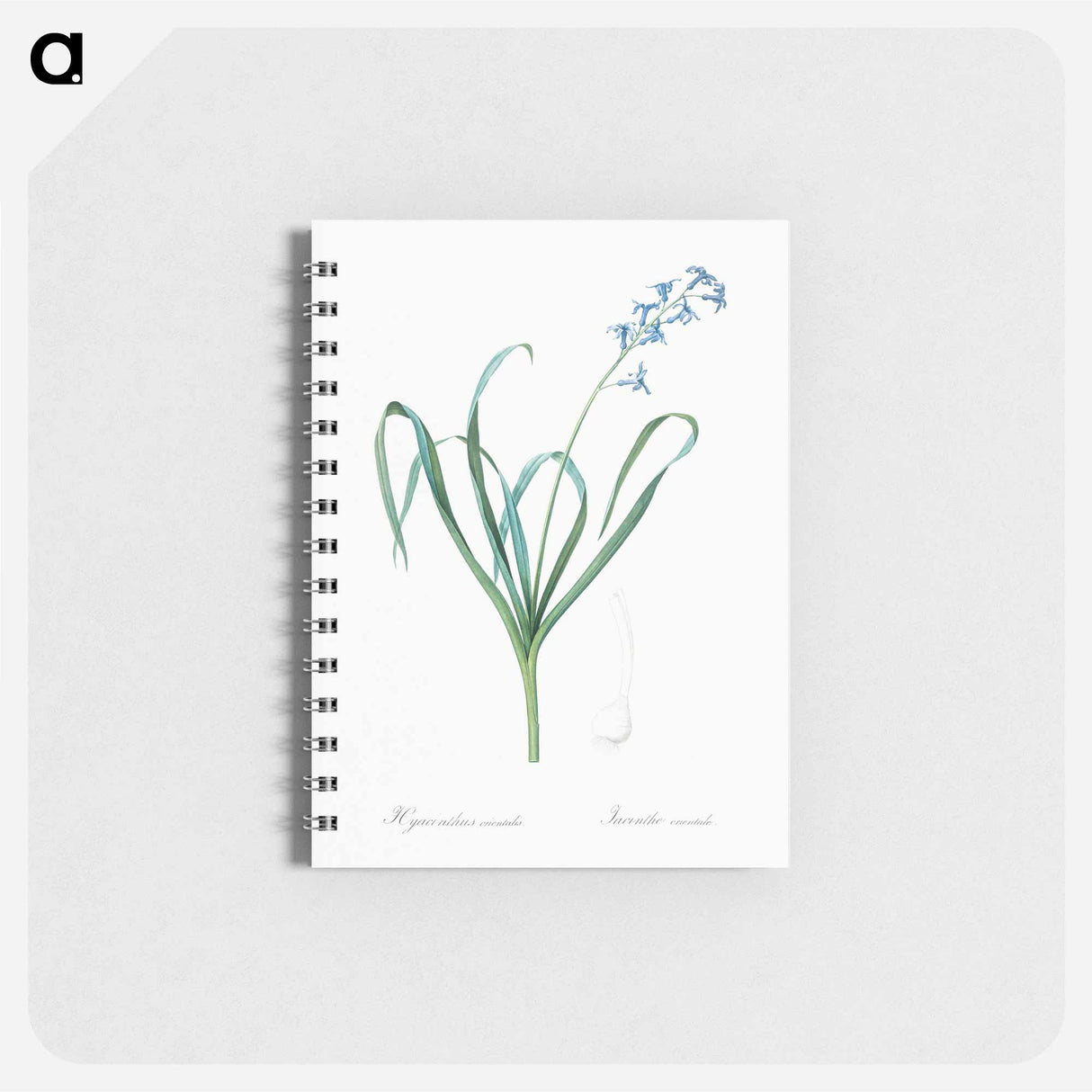 Dutch hyacinth illustration - ピエール ジョゼフ ルドゥーテ Memo.