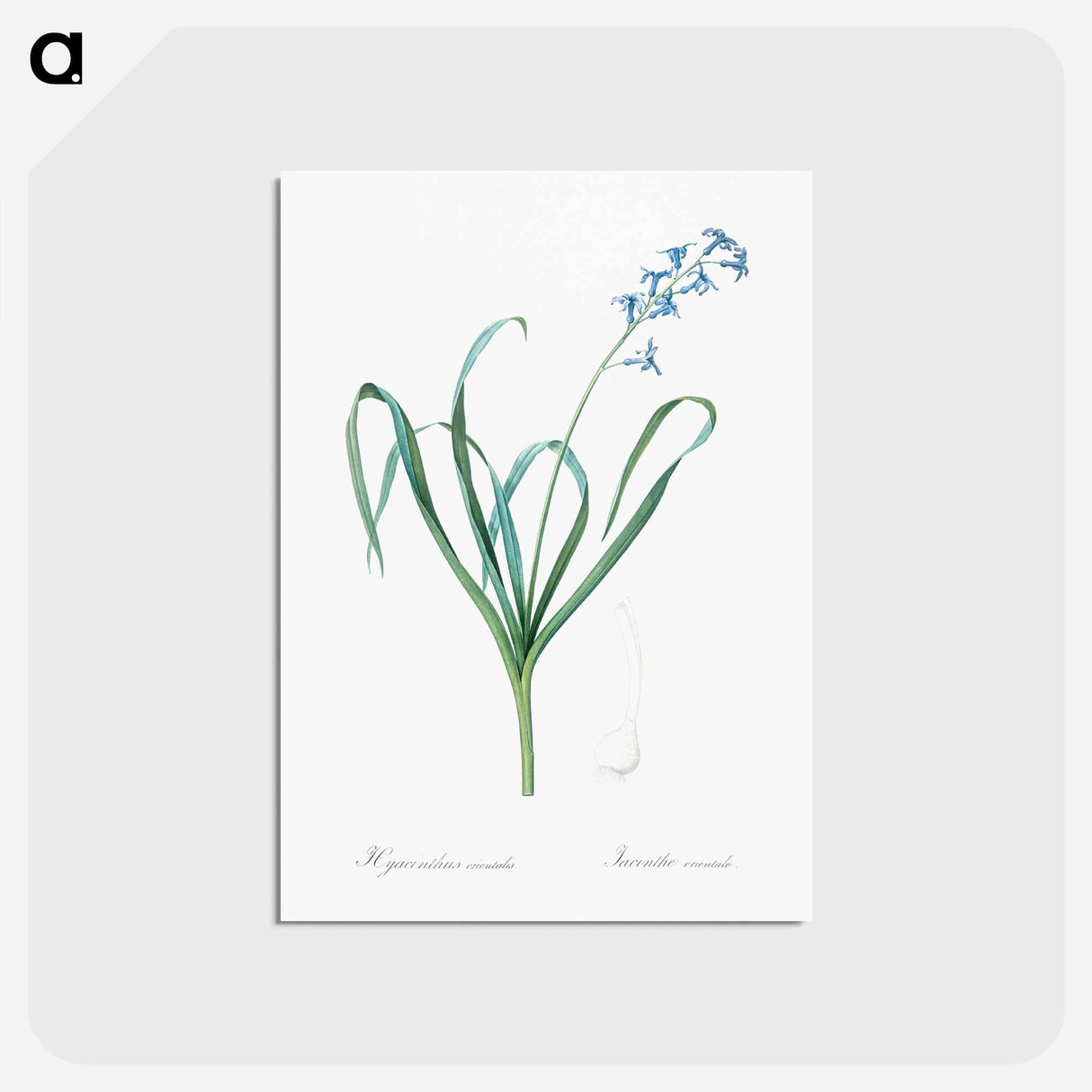 アートポストカード-Dutch hyacinth illustration - ピエール ジョゼフ ルドゥーテ Postcard.