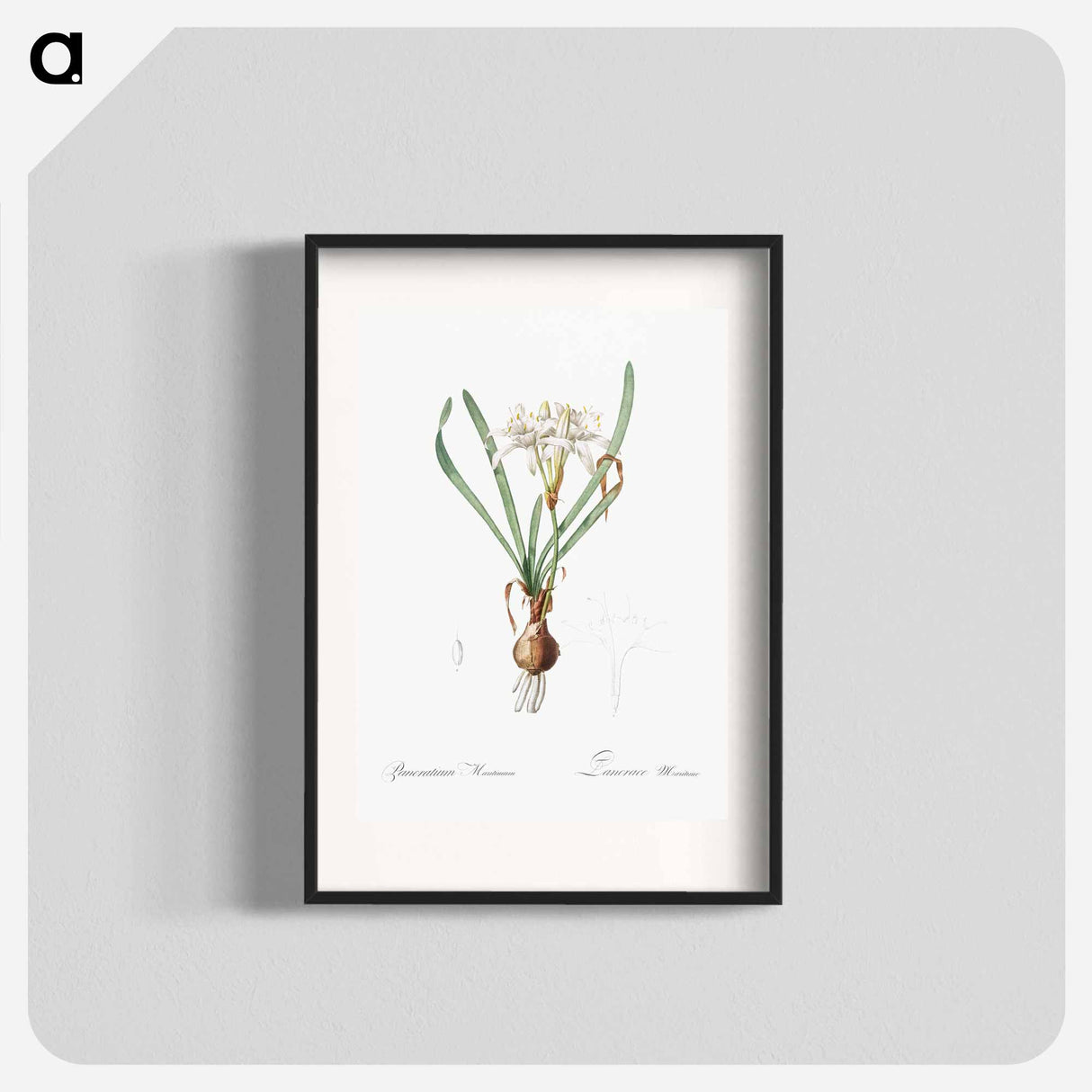 Sea daffodil - Pierre Joseph Redouté Poster.