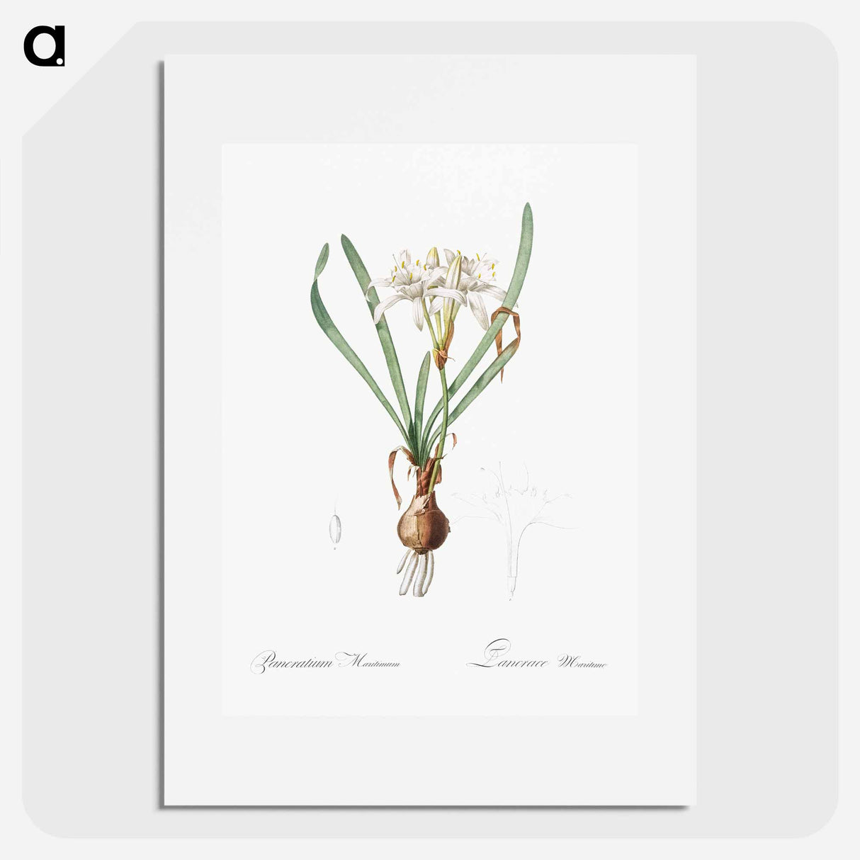 Sea daffodil - Pierre Joseph Redouté Poster.