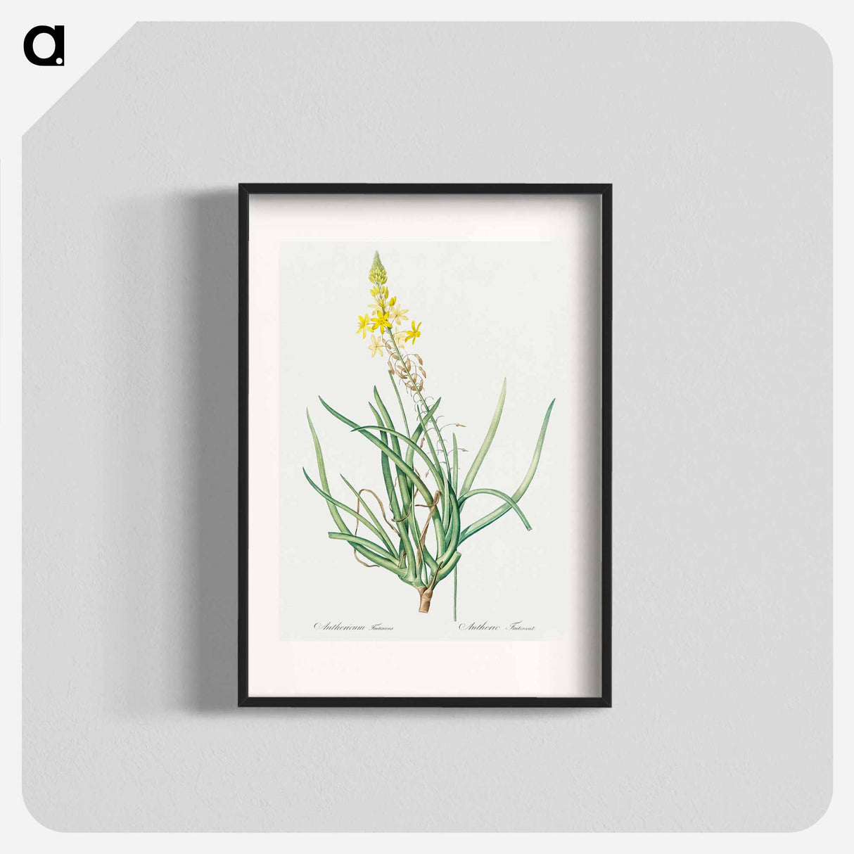 Stalked bulbine illustration - Pierre Joseph Redouté Poster.