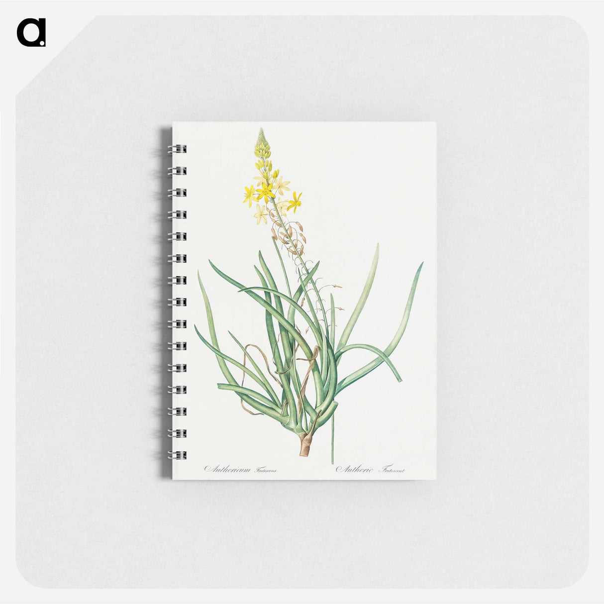 Stalked bulbine illustration - ピエール ジョゼフ ルドゥーテ Memo.