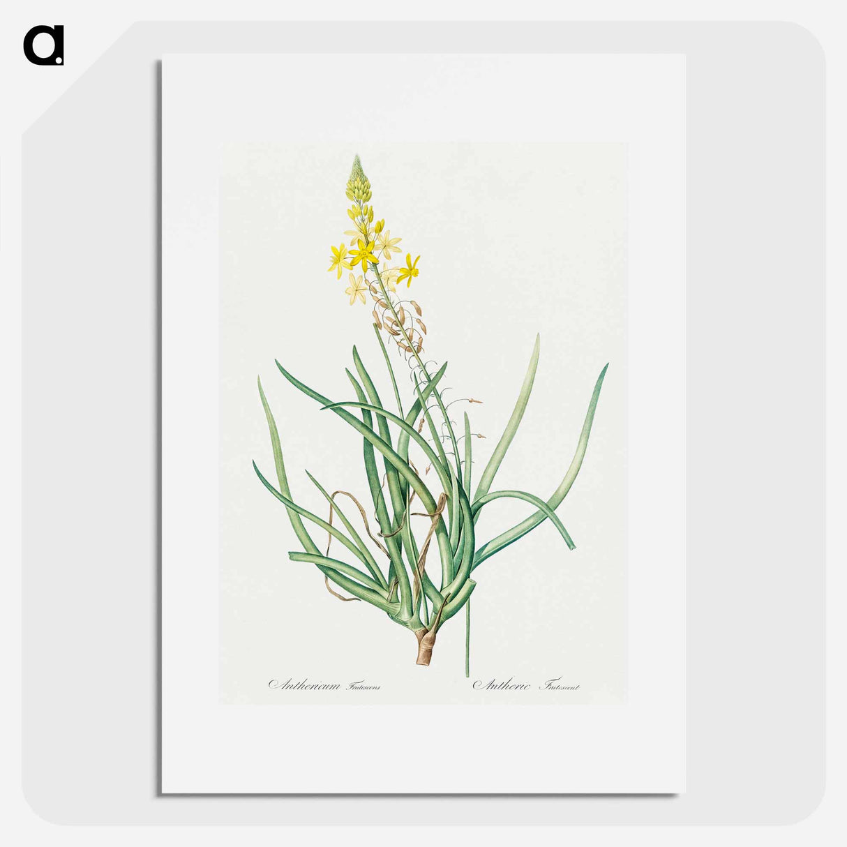 Stalked bulbine illustration - Pierre Joseph Redouté Poster.