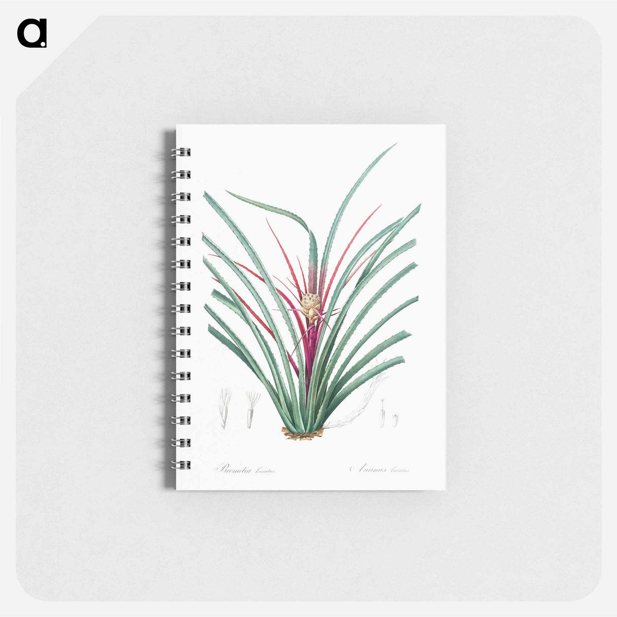 Plumier's bromelia illustration from Les liliacées - ピエール ジョゼフ ルドゥーテ Memo.