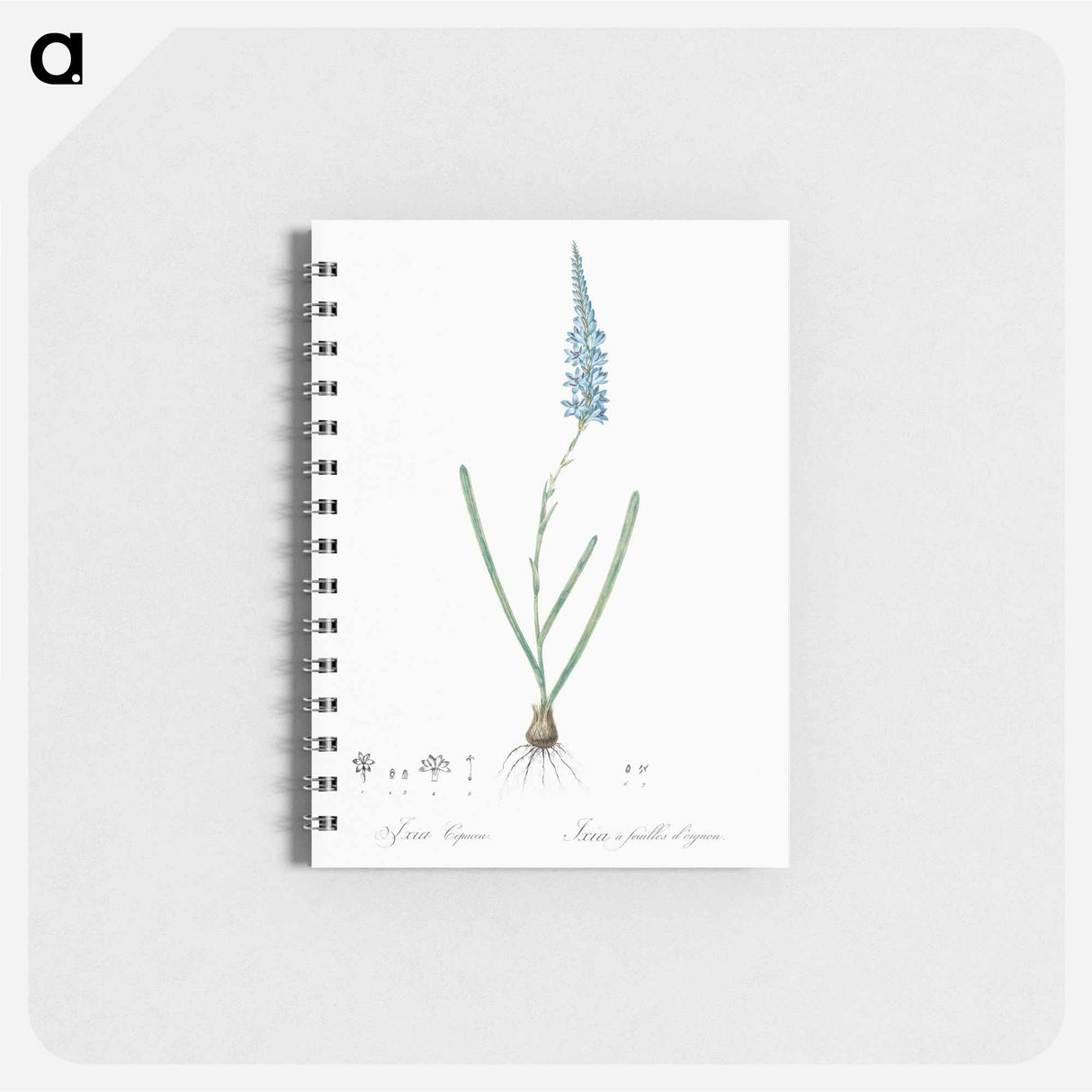 Ixia cepacea illustration - ピエール ジョゼフ ルドゥーテ Memo.