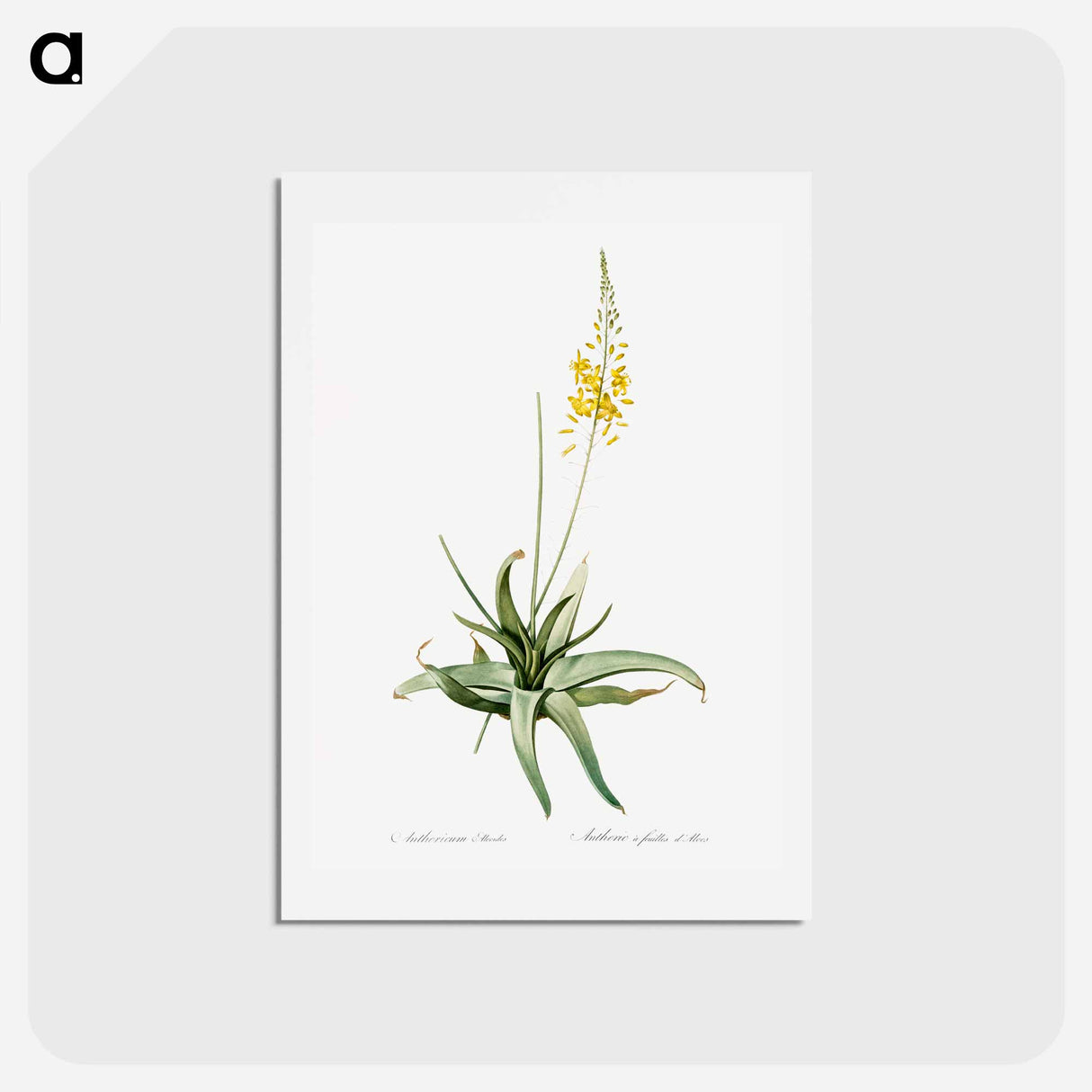 アートポストカード-Bulbine - ピエール ジョゼフ ルドゥーテ Postcard.