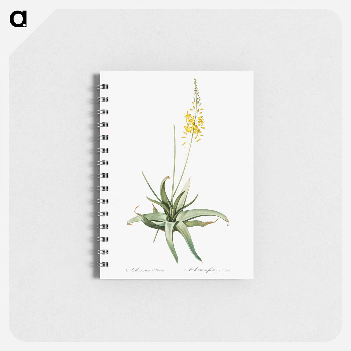 Bulbine - ピエール ジョゼフ ルドゥーテ Memo.