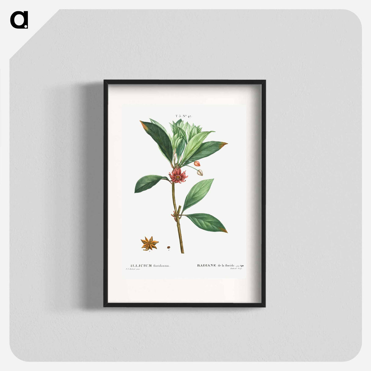 Florida anise - Pierre Joseph Redouté Poster.