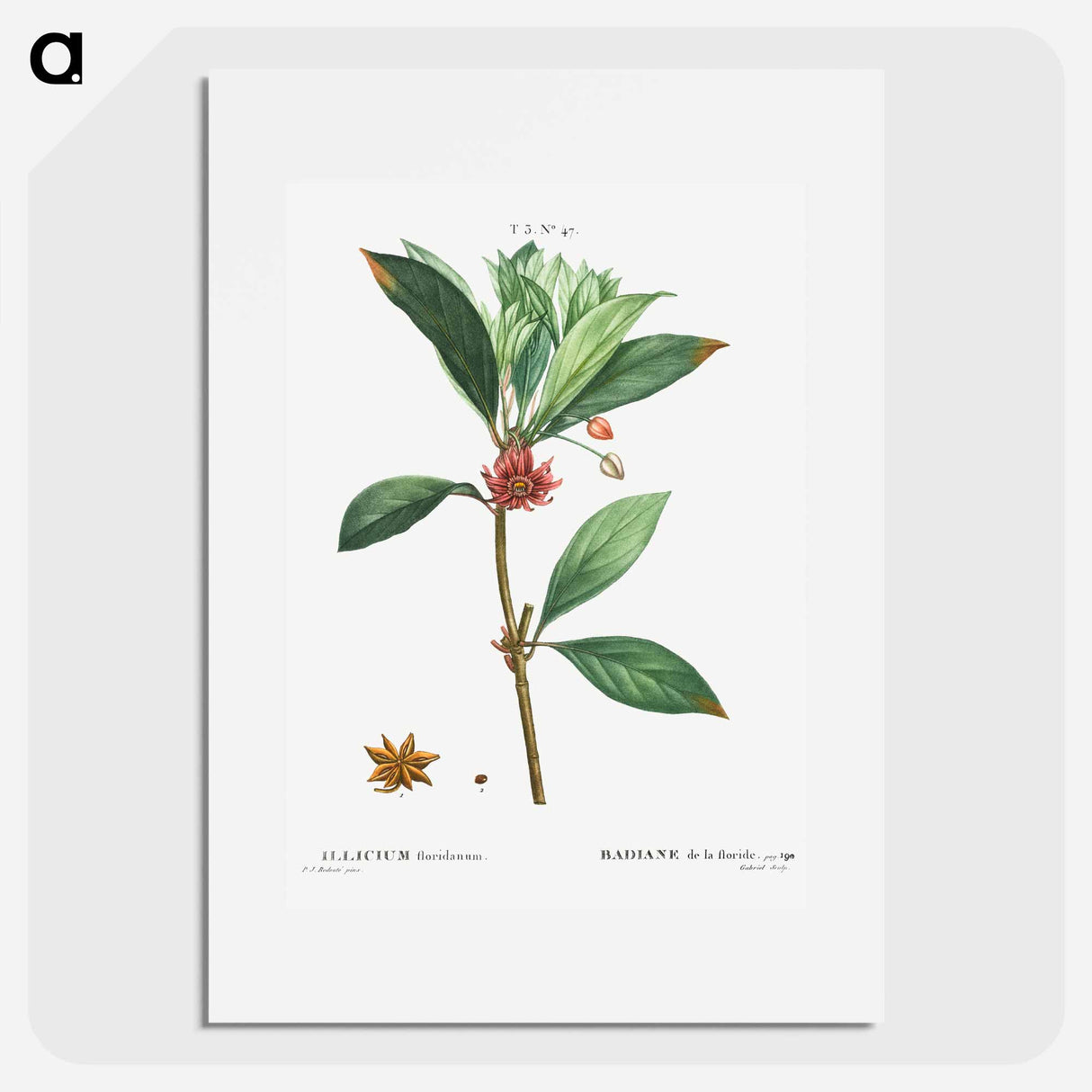 Florida anise - Pierre Joseph Redouté Poster.