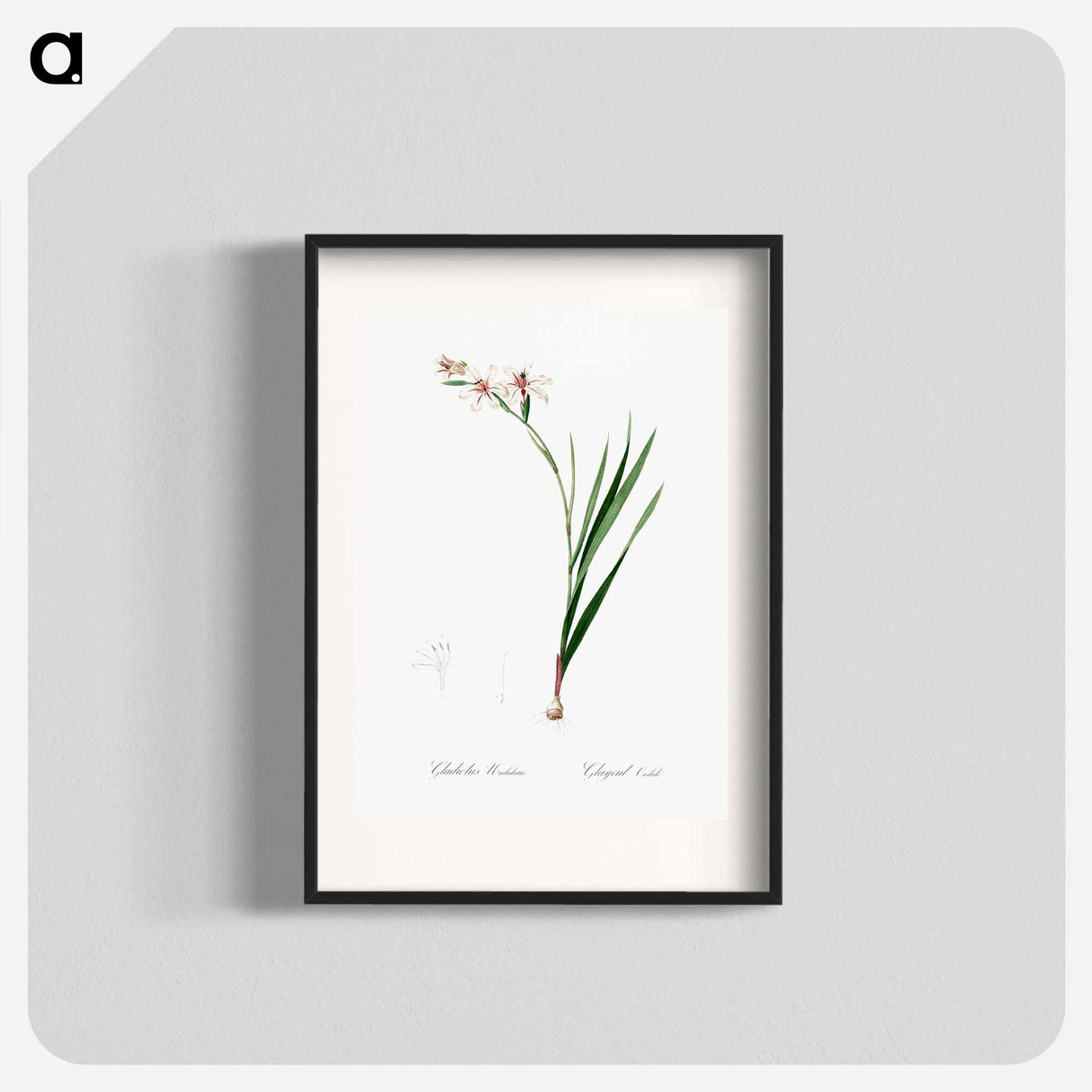 Gladiolus illustration from Les liliacées - Pierre-Joseph Redouté Poster.