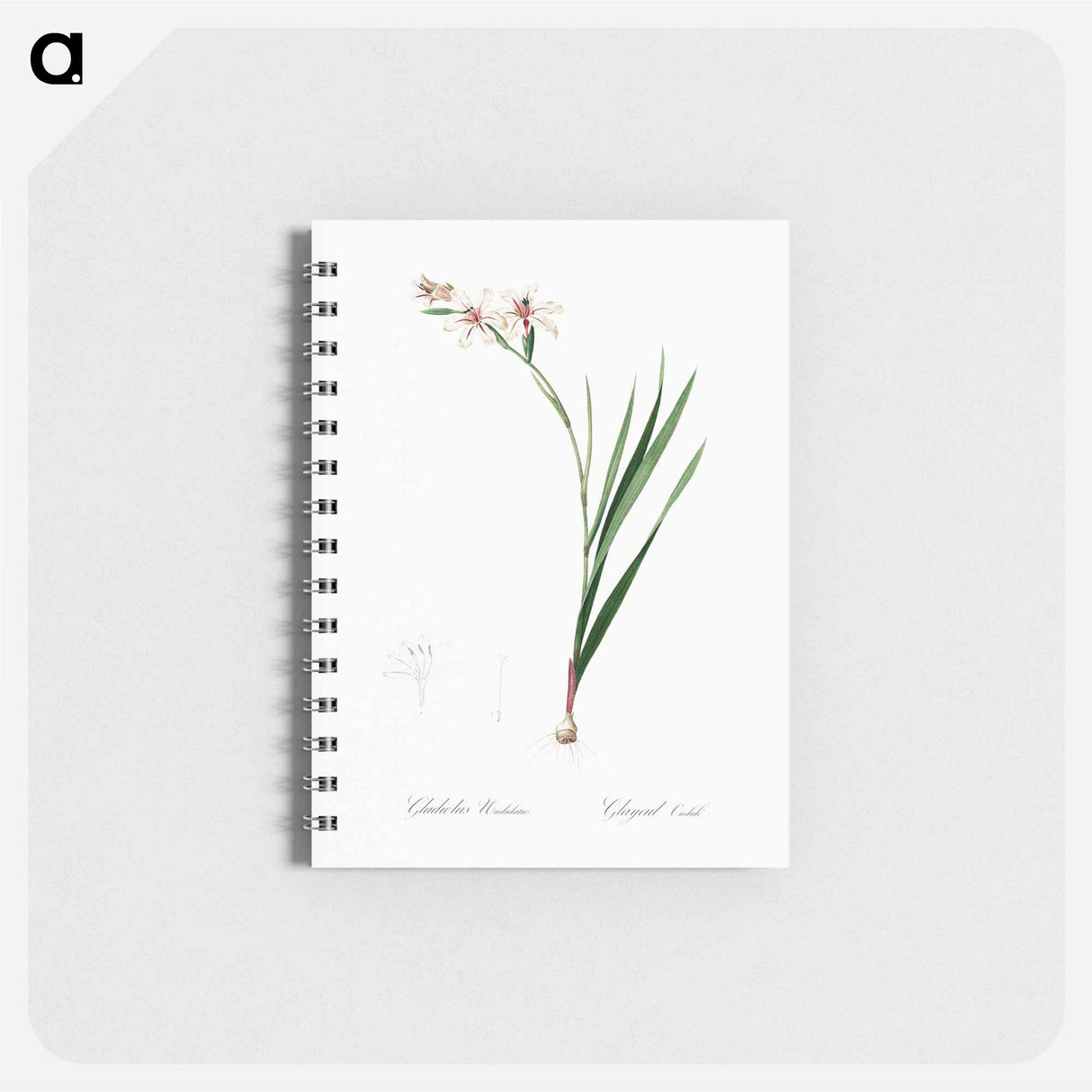 Gladiolus illustration from Les liliacées - ピエール ジョゼフ ルドゥーテ Memo.