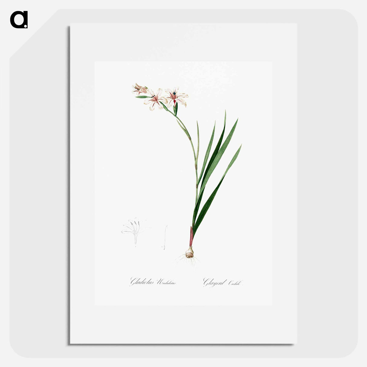 Gladiolus illustration from Les liliacées - Pierre-Joseph Redouté Poster.
