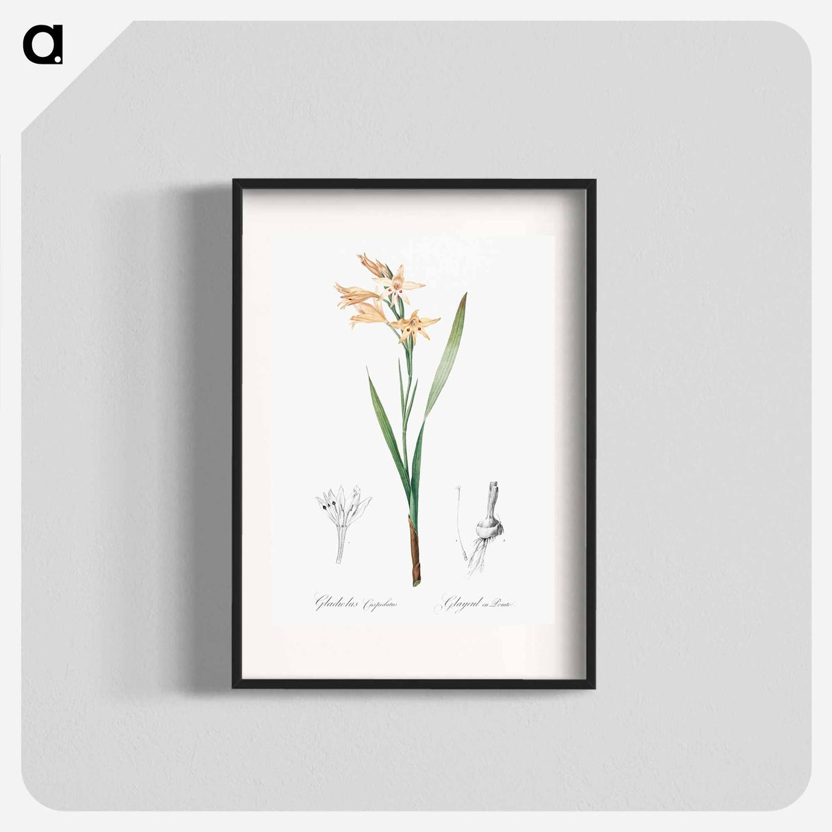 Gladiolus cuspidatus illustration - Pierre Joseph Redouté Poster.