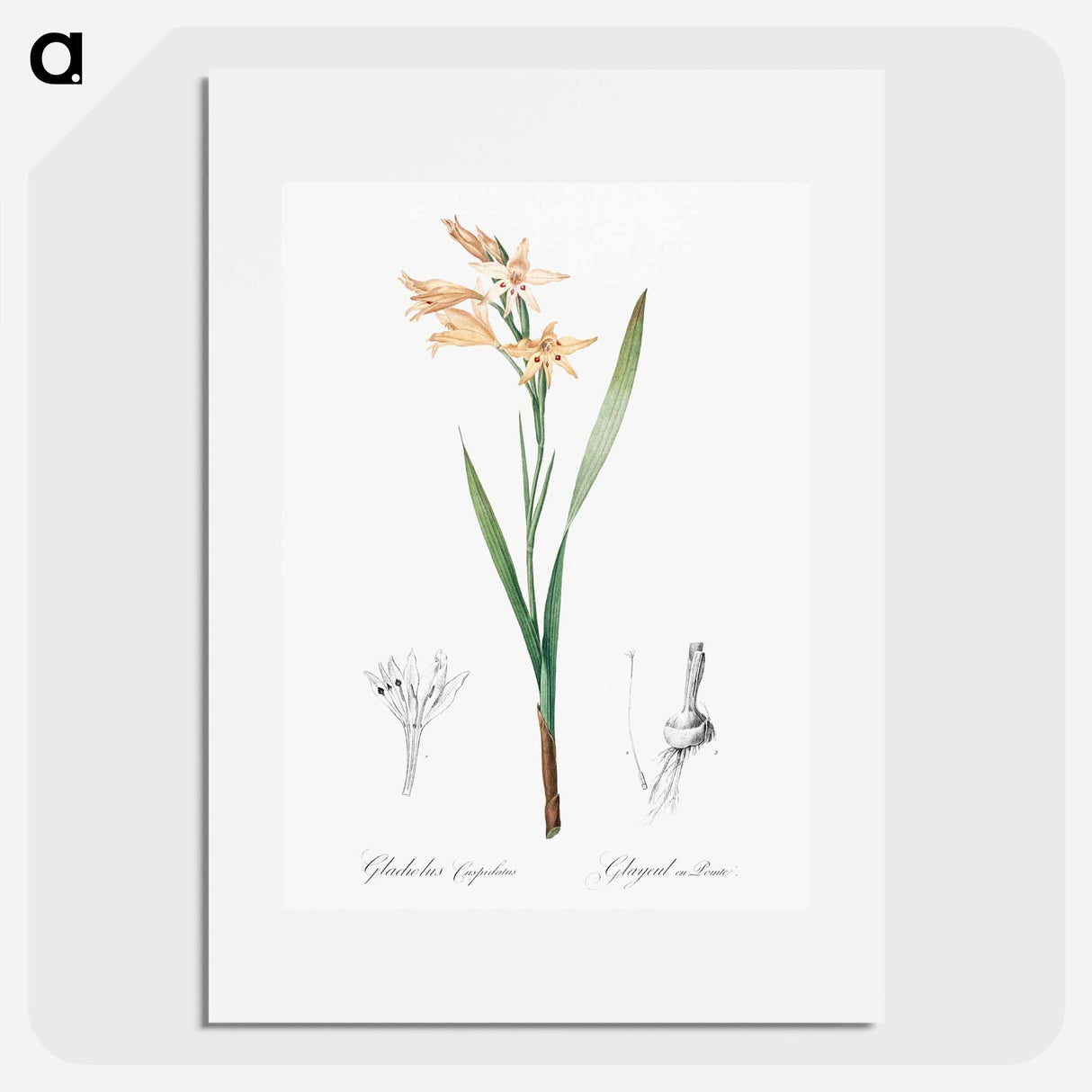 Gladiolus cuspidatus illustration - Pierre Joseph Redouté Poster.