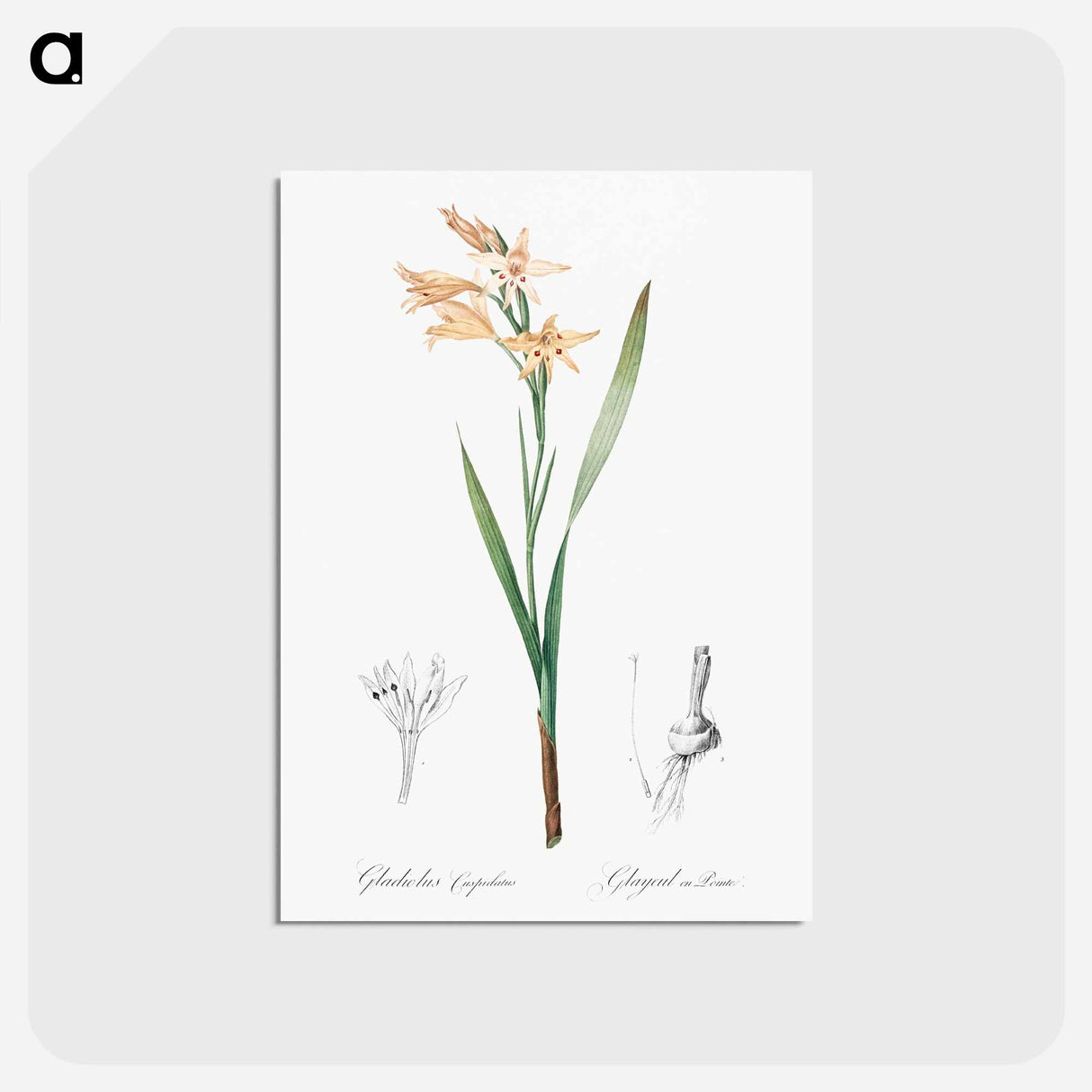 アートポストカード-Gladiolus cuspidatus illustration - ピエール ジョゼフ ルドゥーテ Postcard.