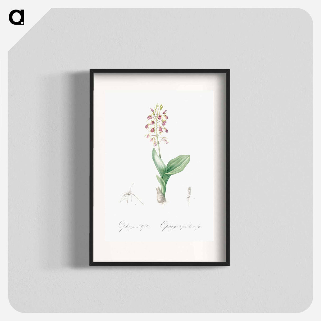アートポスター-Brown widelip orchid illustration - ピエール ジョゼフ ルドゥーテ Poster.