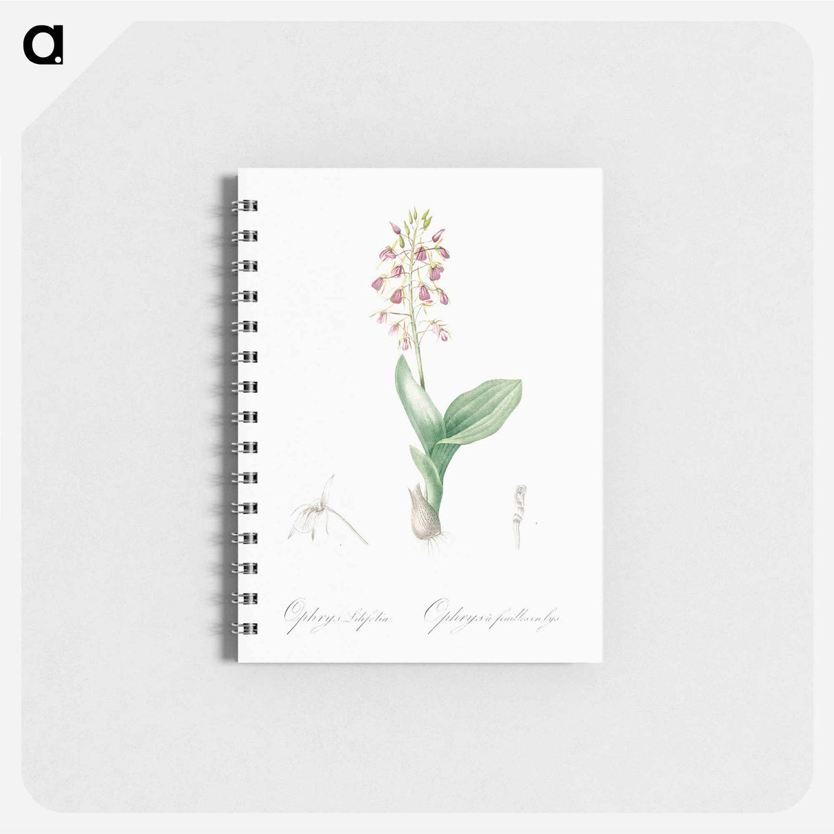 Brown widelip orchid illustration - ピエール ジョゼフ ルドゥーテ Memo.