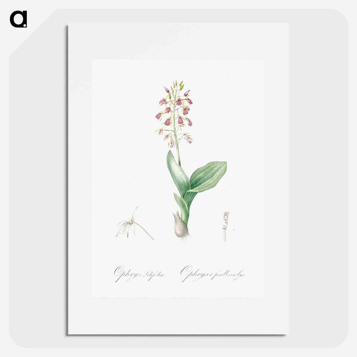 アートポスター-Brown widelip orchid illustration - ピエール ジョゼフ ルドゥーテ Poster.