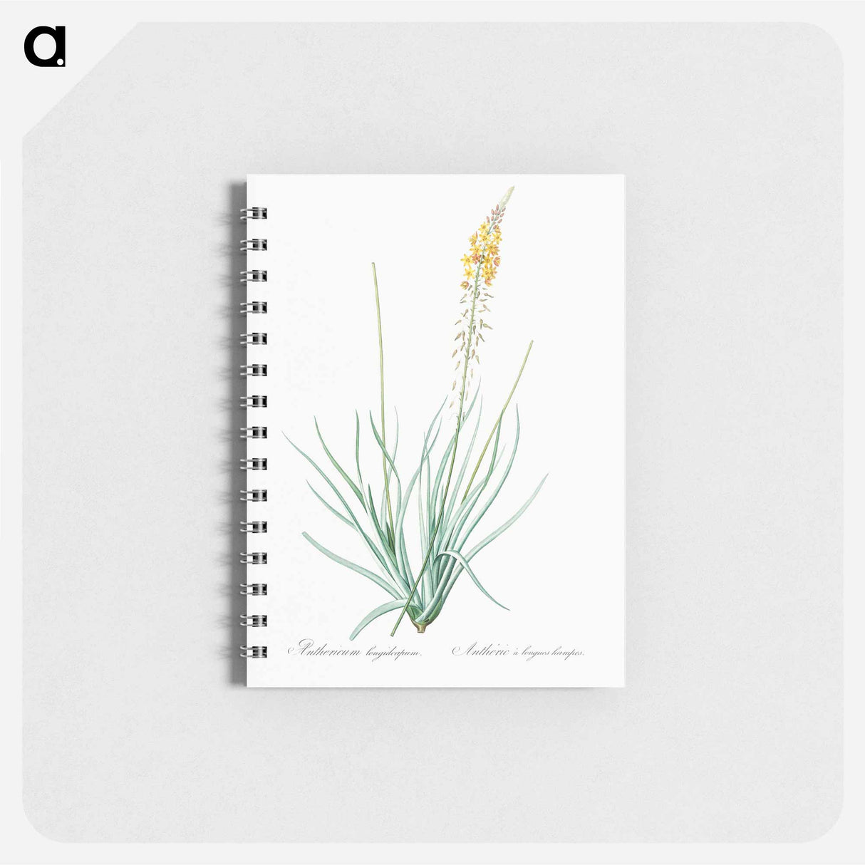 Bulbine - ピエール ジョゼフ ルドゥーテ Memo.