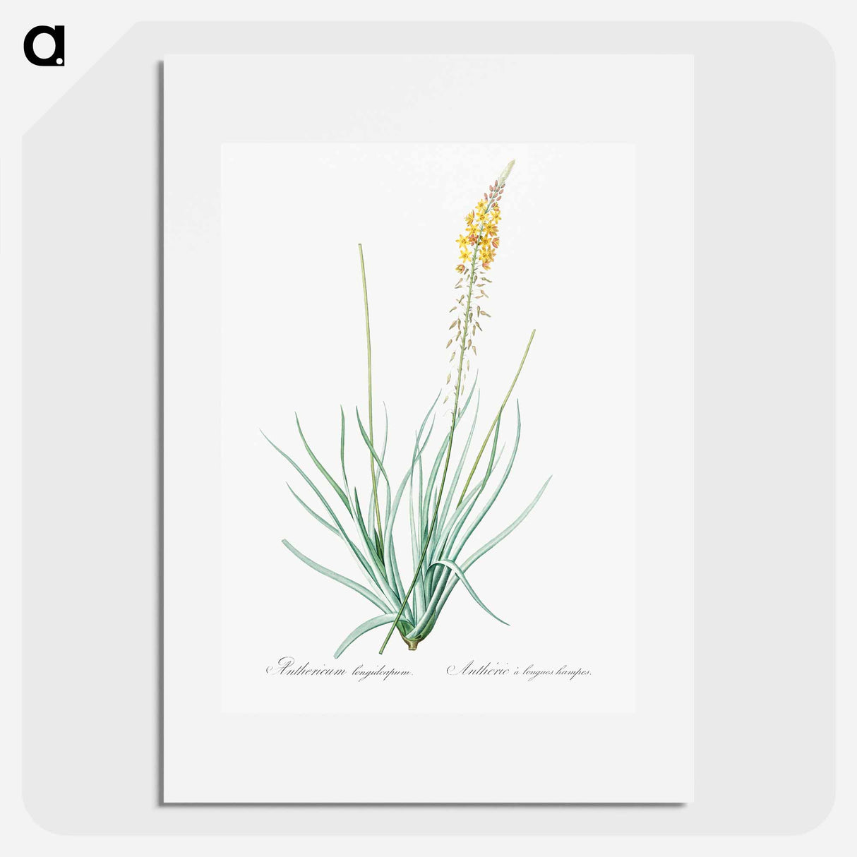 Bulbine - Pierre Joseph Redouté Poster.