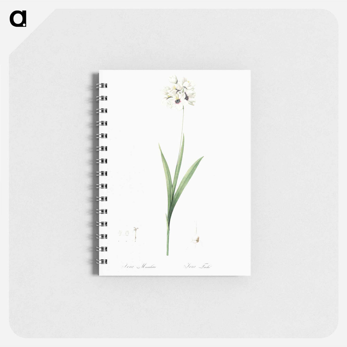 Ixia maculata illustration - ピエール ジョゼフ ルドゥーテ Memo.