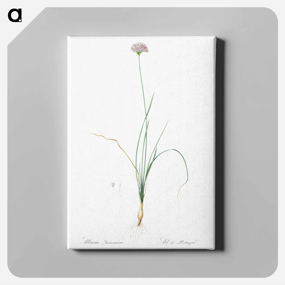 アートパネル-Mountain garlic illustration - ピエール ジョゼフ ルドゥーテ Canvas.