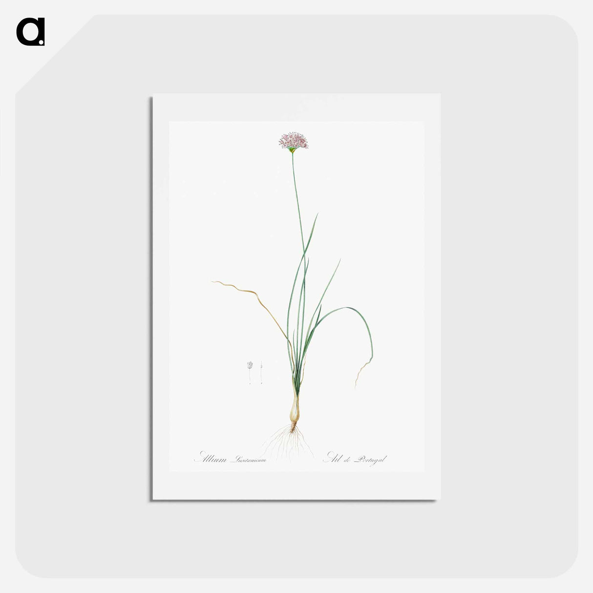 アートポストカード-Mountain garlic illustration - ピエール ジョゼフ ルドゥーテ Postcard.