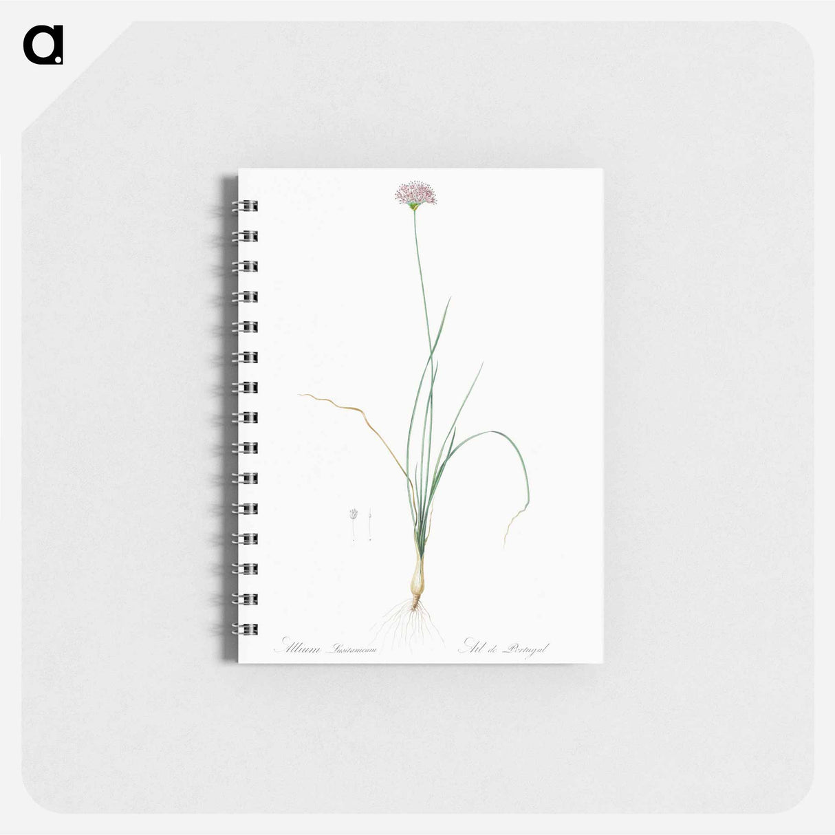 Mountain garlic illustration - ピエール ジョゼフ ルドゥーテ Memo.