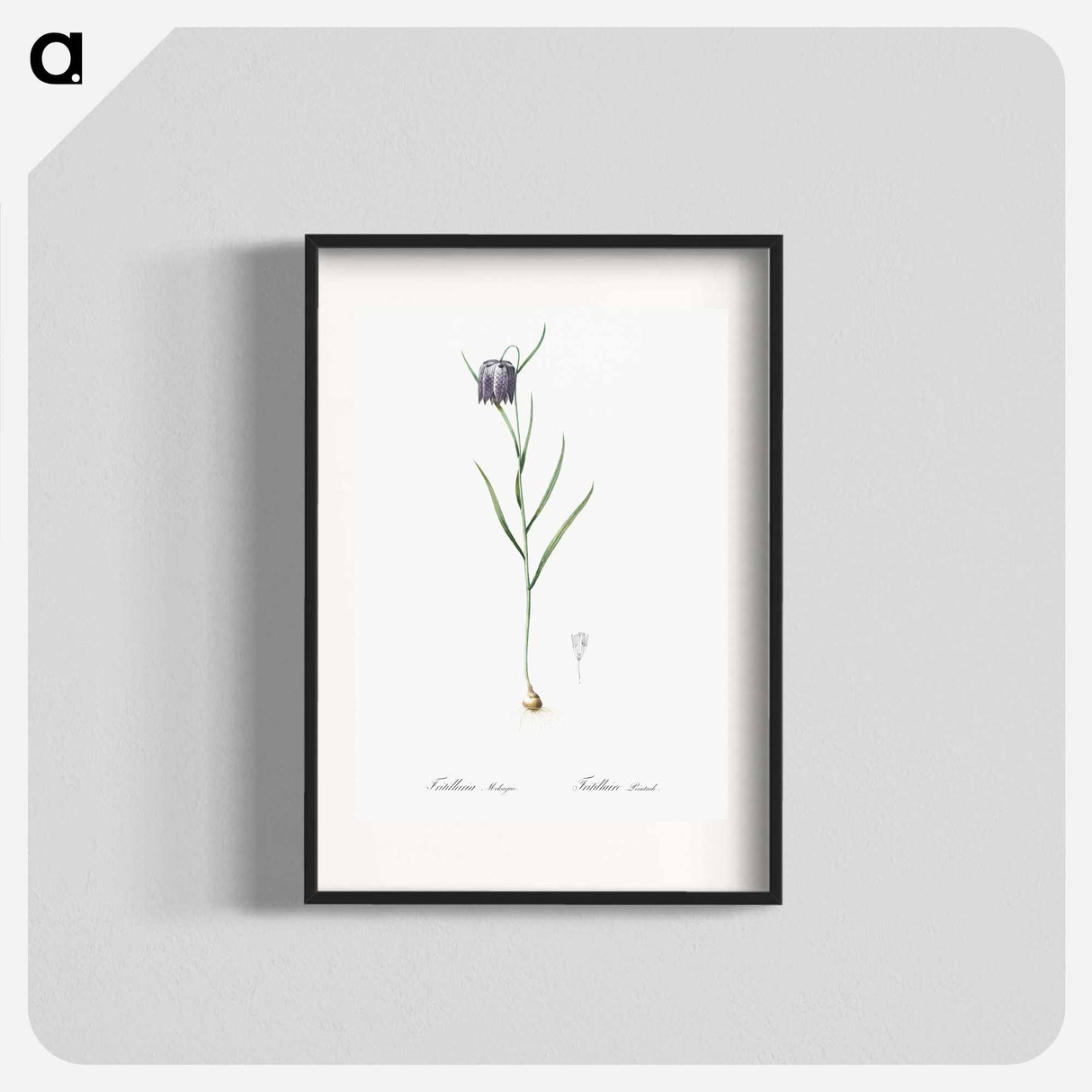 アートポスター-Chess flower illustration - ピエール ジョゼフ ルドゥーテ Poster.