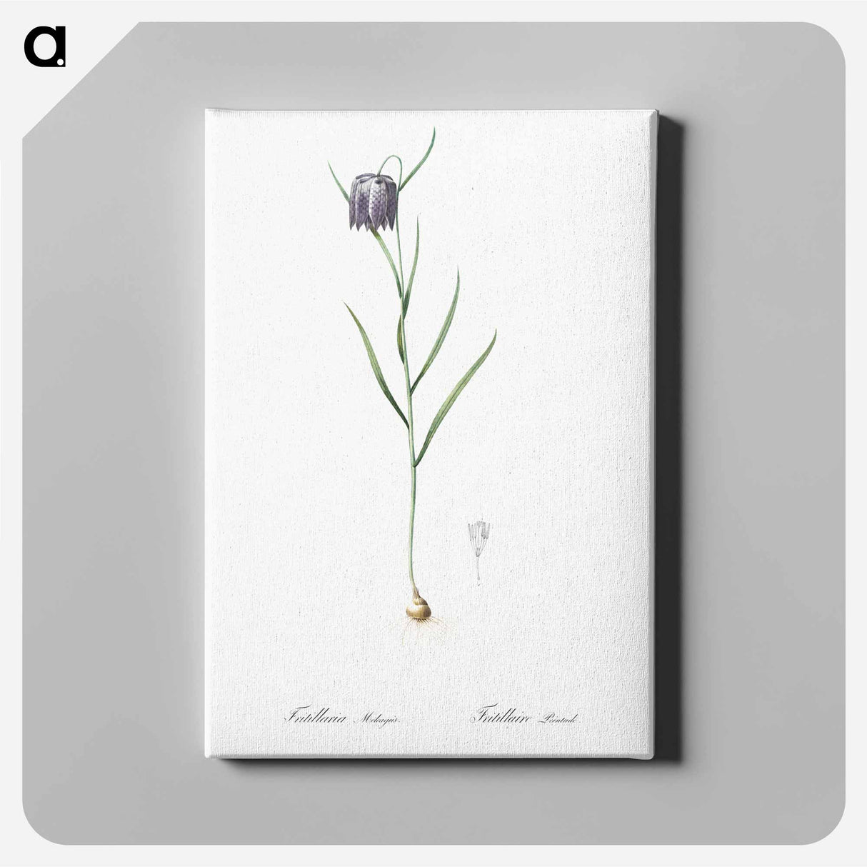 アートパネル-Chess flower illustration - ピエール ジョゼフ ルドゥーテ Canvas.