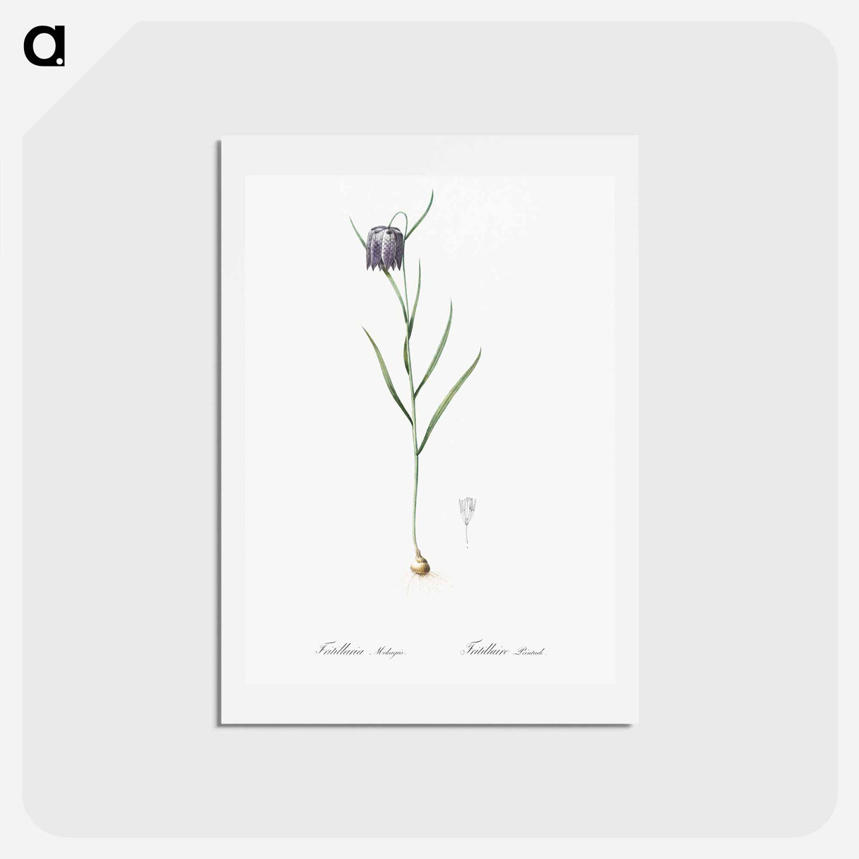 アートポストカード-Chess flower illustration - ピエール ジョゼフ ルドゥーテ Postcard.