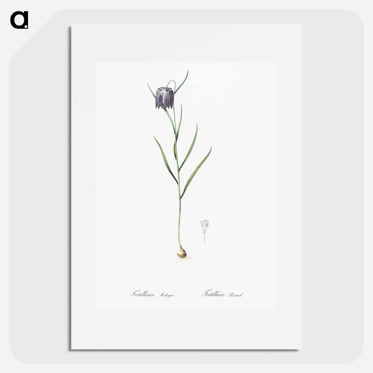 Chess flower illustration - Pierre Joseph Redouté Poster.