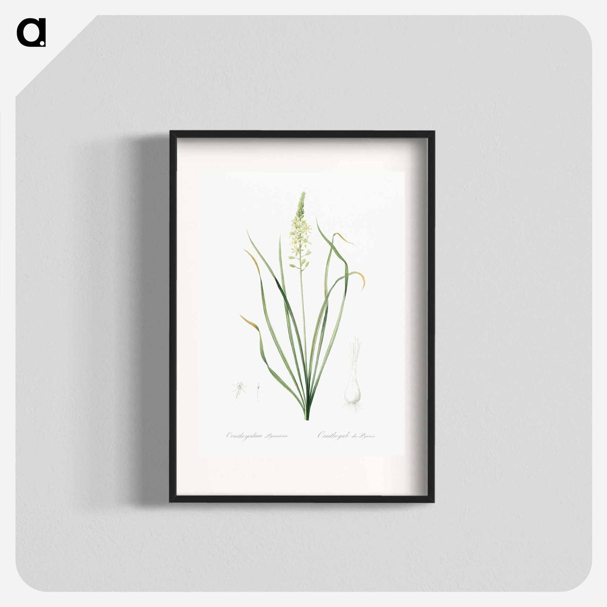 Wild asparagus illustration - Pierre Joseph Redouté Poster.