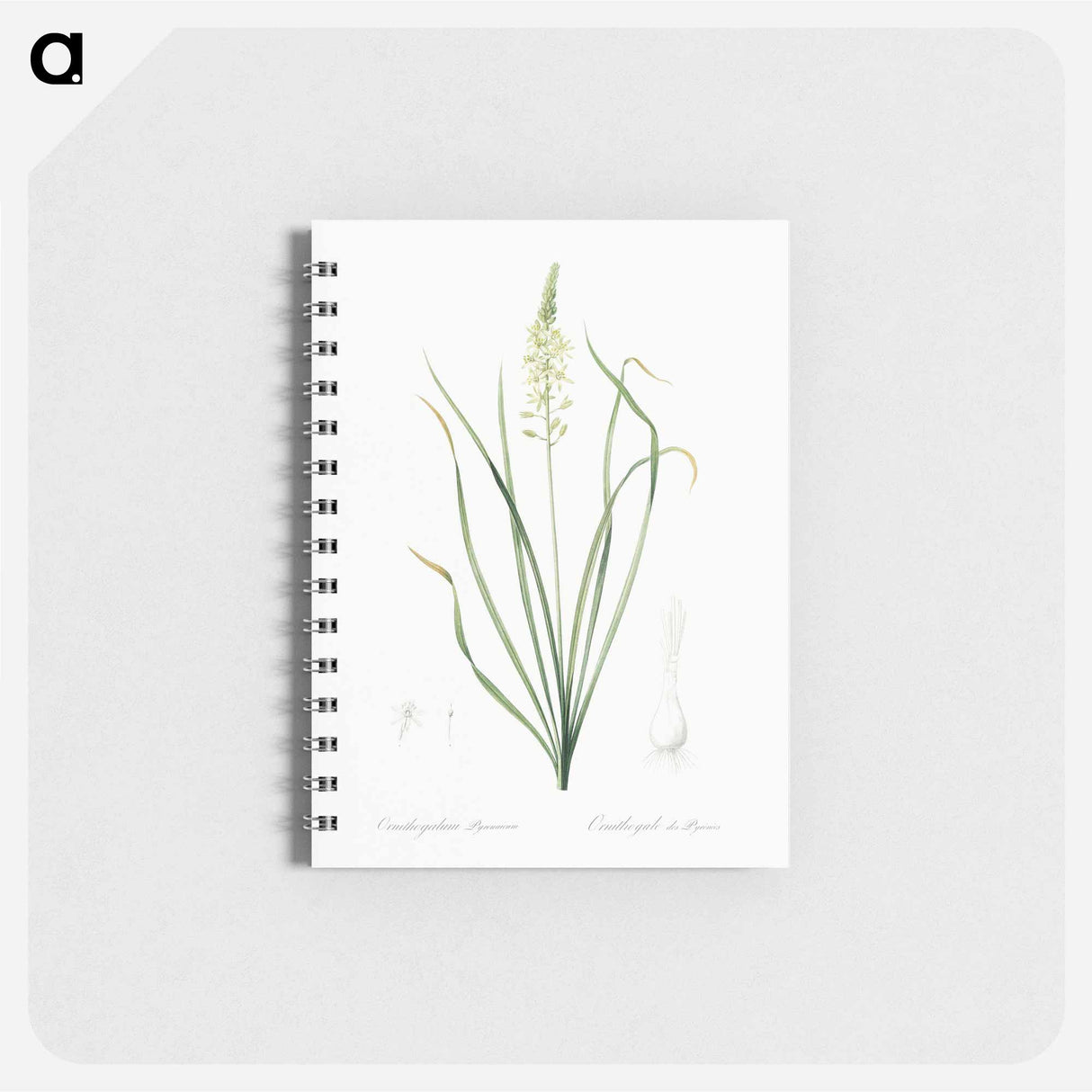 Wild asparagus illustration - ピエール ジョゼフ ルドゥーテ Memo.